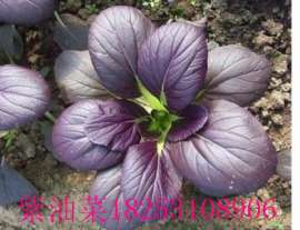 紫油菜 彩色观赏食用油菜种子