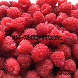 批发红树莓鲜果速冻果  产地直销