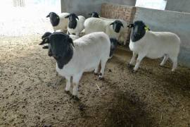 养羊致富好品种，种羊场杜泊绵羊怀孕母羊