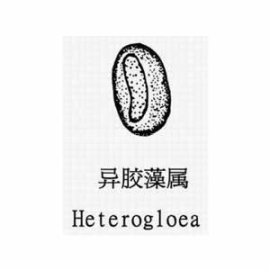 异胶藻（GY-H17 Heterogloea sp. ）
