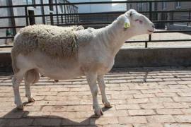 鹤壁种羊繁育基地 供应杜寒杂交羊种羊  怀孕母羊