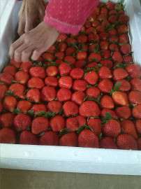 邳州大棚草莓基地，草莓报价